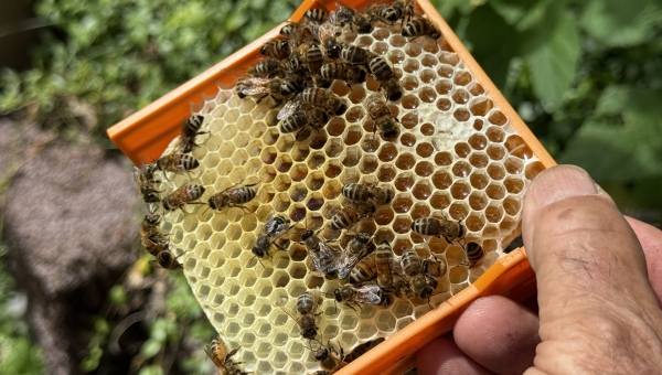 Les abeilles ont leur sanctuaire au Vallon de They depuis près de 60 ans 